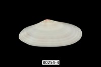 藏品(櫻蛤)的圖片